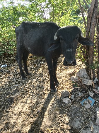 પાડી વેચવા ની છે