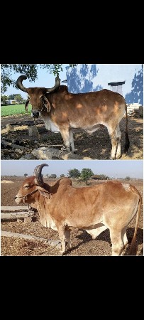 3 જી ધાર 1