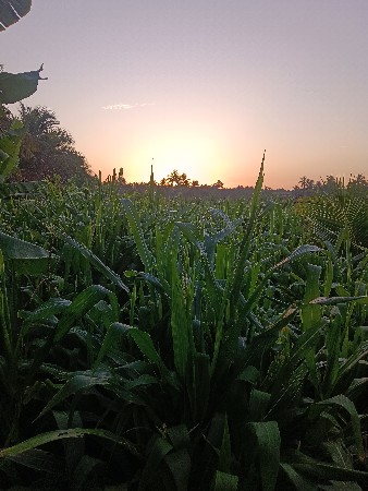 મકાઈ વેચવાની છે