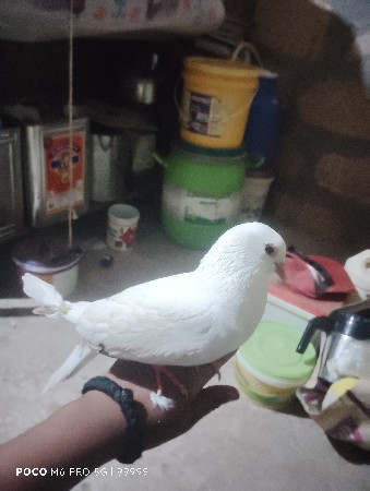 કાળી આખનો નર