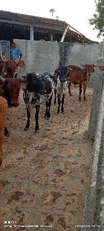 થંબનેલ 3