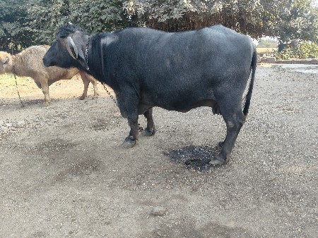 2 ભેંસ વેચવાની છે