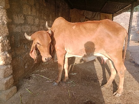 લાલગીર હોડકી વેચવાની છે