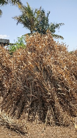 🌾  ગુંદરી વેચાણ કરવાનુ છે.