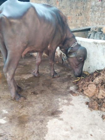 ભેંસ વેચવાની છે