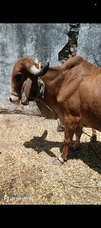 ગીર ગાય વેચવાની છે સોજી છે