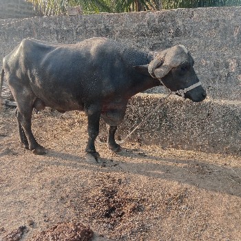ભેંસ વેચવાની છે