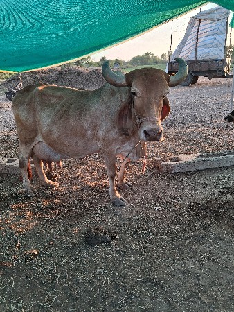 थंबनेल 2