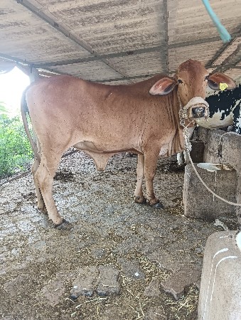 વેચવાની સે