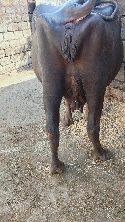 બીજા વેતરની ખડેલી વેચવાની છે