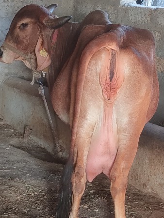 ગીર ગાય વેચવાની છે.