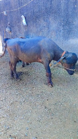 થંબનેલ 3