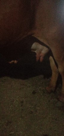 3 વેતર વીયાસે 8 દીમા