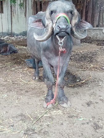 વેતર માં 1