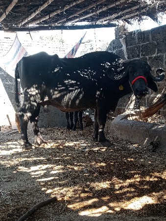 વેસવાની છે