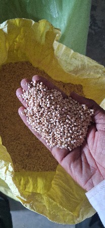 જુવાર નુ બીયારણ