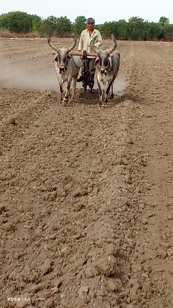 ગોઢલા વેચવાના છે