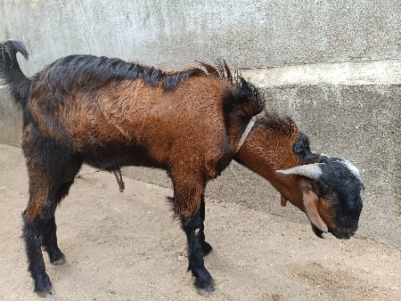 थंबनेल 3