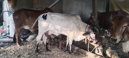 વિડિયો મોકલ વામાં નય આવે