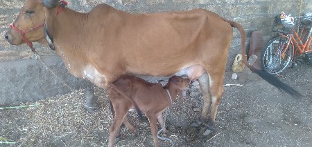 ગાય વેચવાની છે પેહલુ વેતર