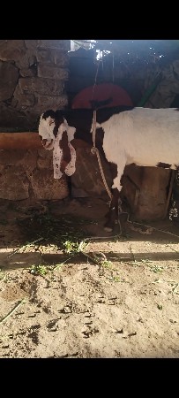 હૈદરાબાદી બકરી