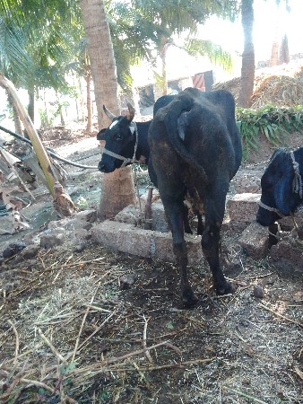 थंबनेल 2