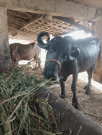 ભેંસ વેચવાની છે