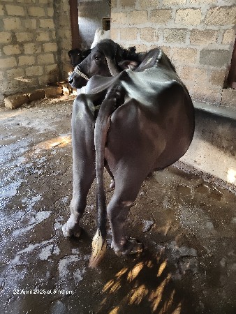 ભેંસ વેચવાની છે