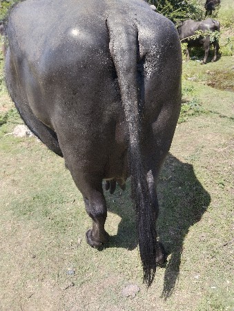 थंबनेल 3