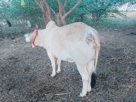 ગોઢલોછે