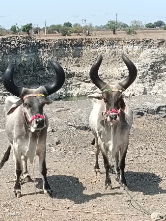 ત્રીજી સૌથી મારવા બેસવાની ટોટલ જવા