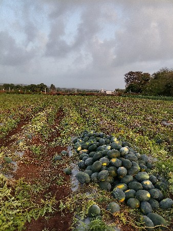 આ કચરી દેવાની સે