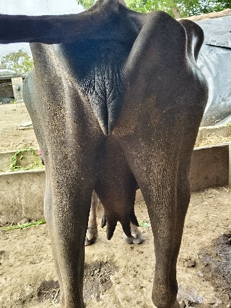 थंबनेल 3