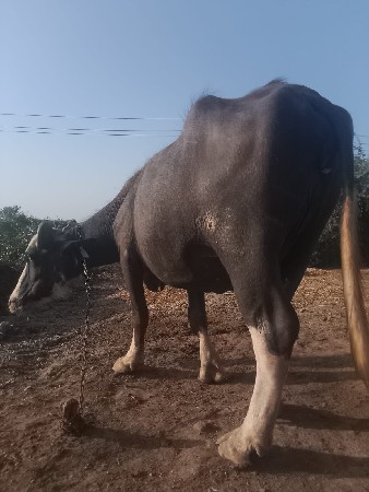 પેલા વેતર માં ખડેલી વેચવાની છે