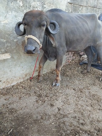 થંબનેલ 2