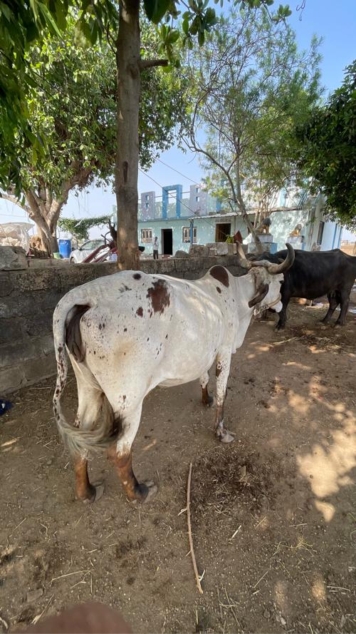 ગાય વેચવાની છે.  4 વેતર 8 મહિના નો ઘાભ છે.