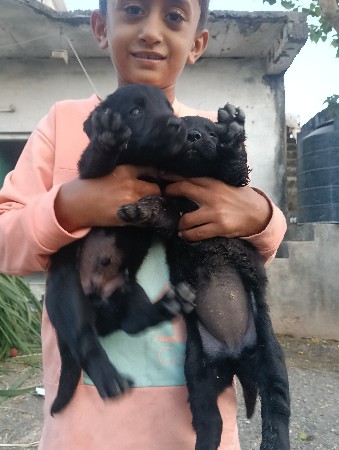 લેબ્રાડોર