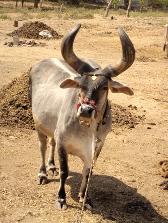 થંબનેલ 2