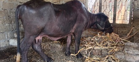 थंबनेल 2