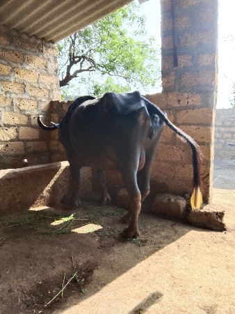 थंबनेल 3