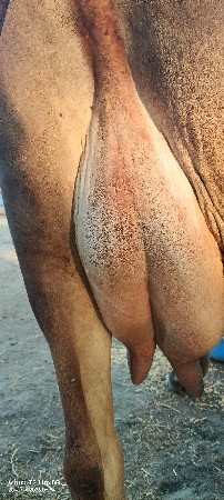 વેચવાની છે ક્રોસ છે