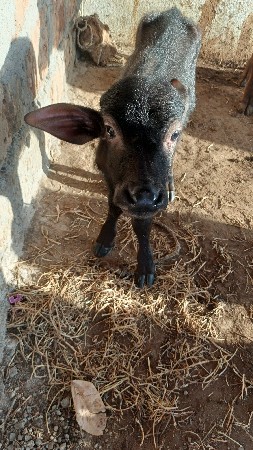 પાડ દેવાનો છે