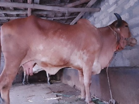 ગાય વેસવાની છે