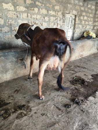 ગાય વેચવાની છે