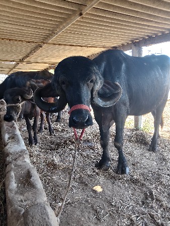 ખળેલી વેચવાની છે