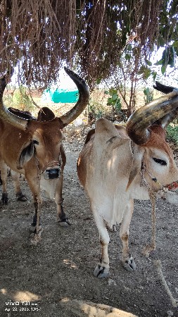 थंबनेल 3