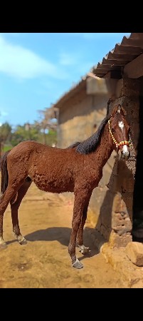 થંબનેલ 2