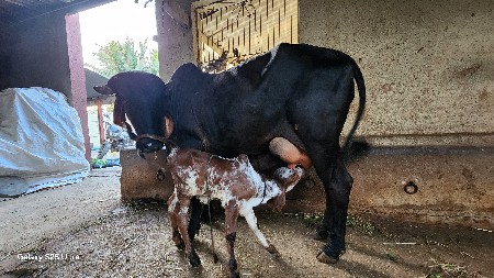 કારી ગાય વેસવા ની છે