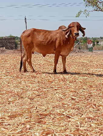 સાગર ભાઈ ગઢવી