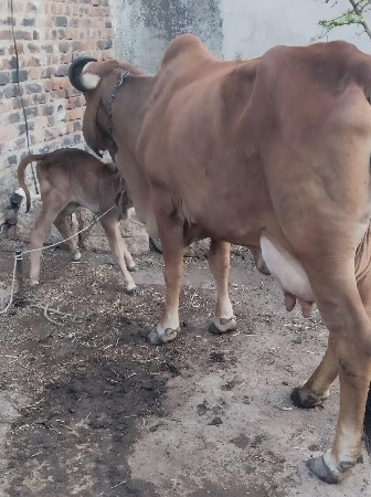 થંબનેલ 5